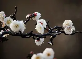 梅因茨队客场实现绝杀，喜迎三分