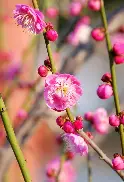 梅因茨队客场实现绝杀，喜迎三分